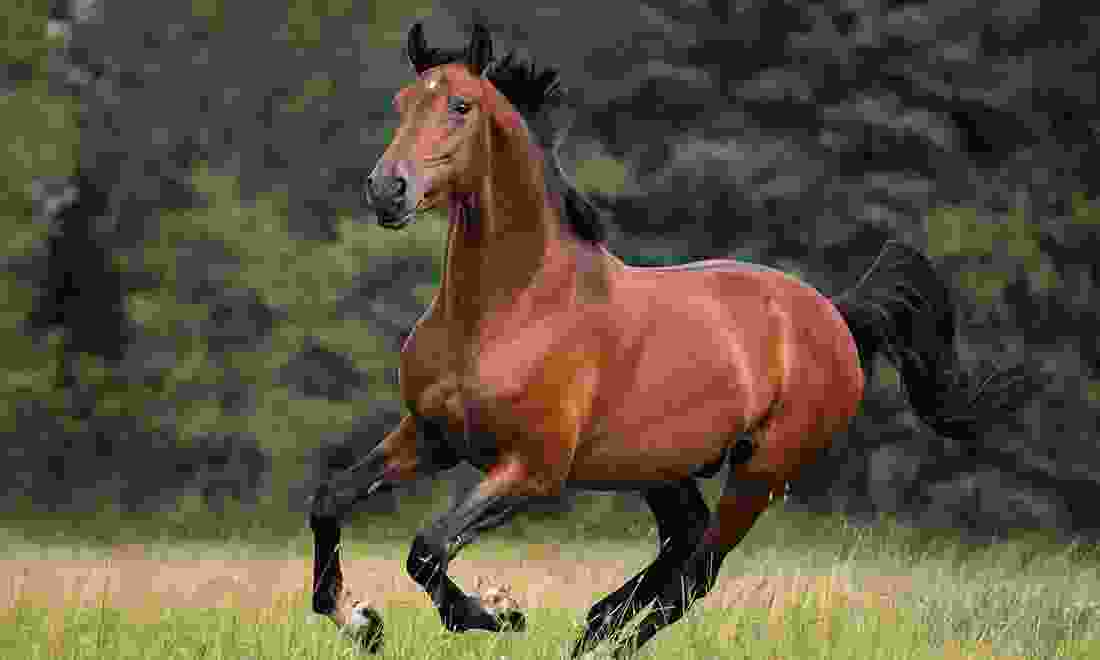 Blacky Horse Blacky Horse